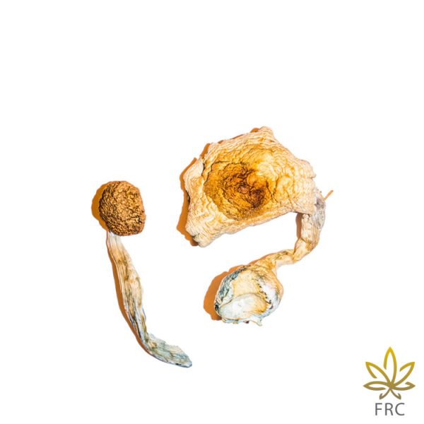Transkei Mushroom from Largest cannabis dispensary in British Colombia