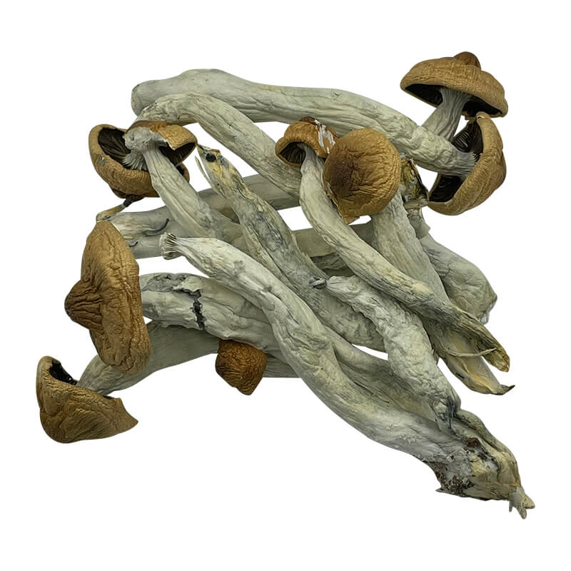 Same day mushroom delivery in Vancouver BC- Magic mushroom, cubensis delivery in BC, Canada