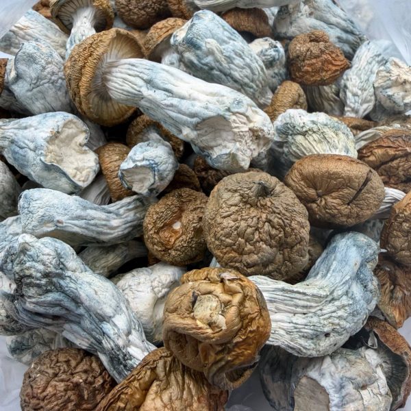 AAAA Code Blue Mushroom dried mushrooms with blue-toned stems and golden caps