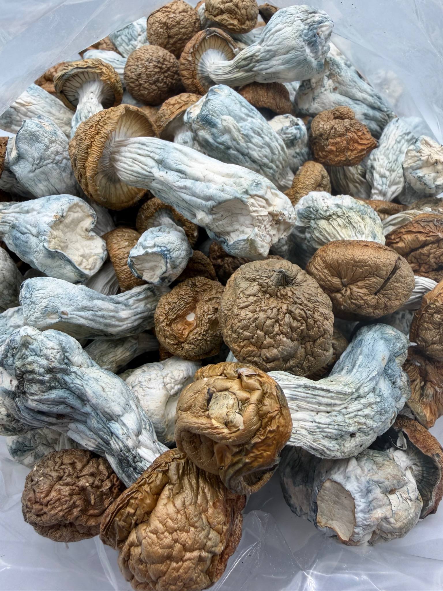 AAAA Code Blue Mushroom AAAA Code Blue Mushroom dried mushrooms with blue-toned stems and golden caps