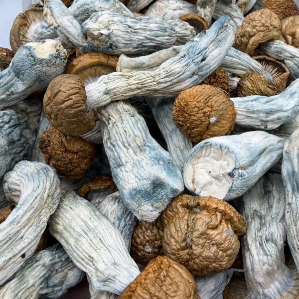 AAAA Dino Egg Mushroom dried mushrooms with thick stems, golden caps, and blue-toned bruising
