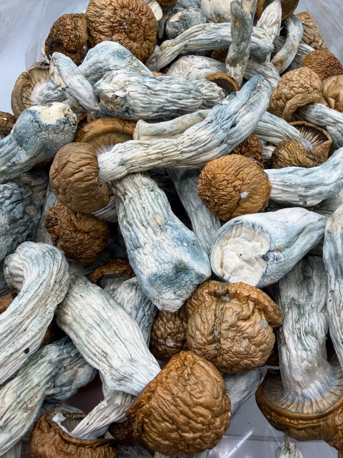 AAAA Dino Egg Mushroom AAAA Dino Egg Mushroom dried mushrooms with thick stems, golden caps, and blue-toned bruising