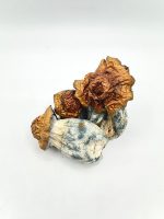 AAAA Dino Egg Mushroom dried mushrooms with golden caps and blue-toned stems