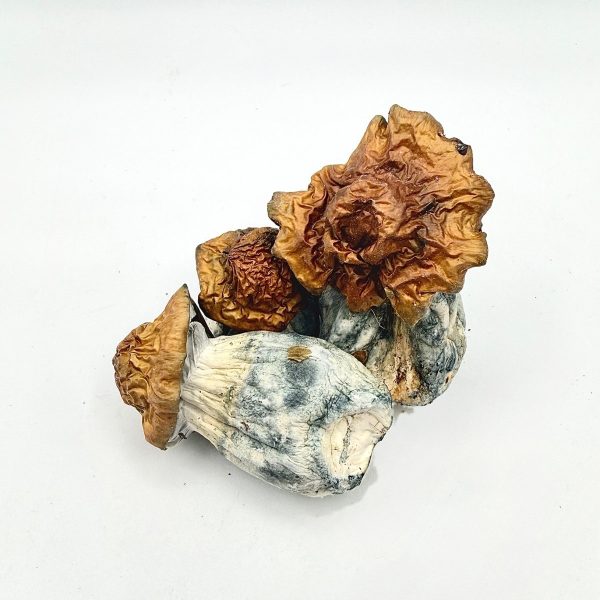 AAAA Dino Egg Mushroom dried mushrooms with golden caps and blue-toned stems