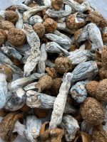 AAAA Penis Envy Mushroom dried mushrooms with thick stems, golden caps, and blue-toned bruising