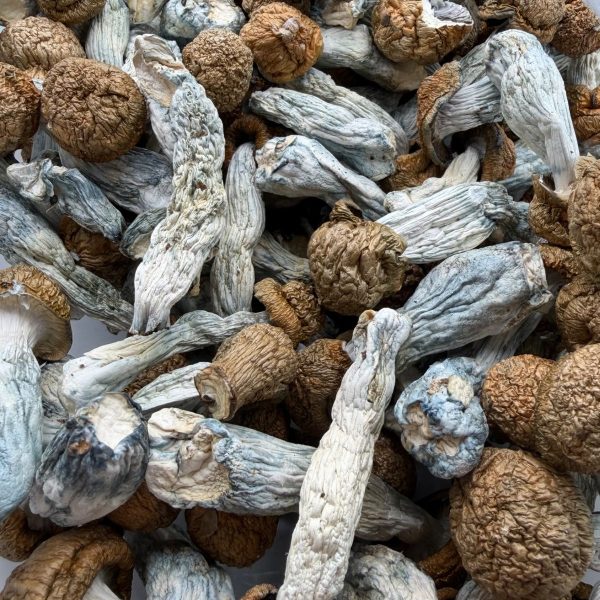 AAAA Penis Envy Mushroom dried mushrooms with thick stems, golden caps, and blue-toned bruising