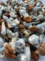 AAAA Texas Yellow Cap Mushroom dried mushrooms with golden caps and blue-toned stems