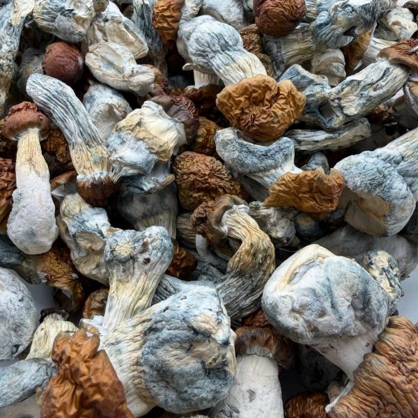 AAAA Texas Yellow Cap Mushroom dried mushrooms with golden caps and blue-toned stems