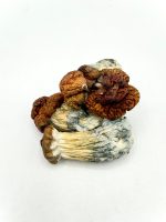 AAAA Texas Yellow Cap Mushroom dried mushrooms with golden caps and blue-toned stems