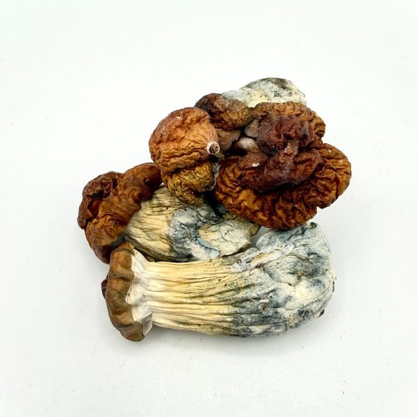 AAAA Texas Yellow Cap Mushroom dried mushrooms with golden caps and blue-toned stems