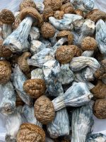 AAAA Tidal Wave Mushroom dried mushrooms with thick stems, golden caps, and blue-toned bruising