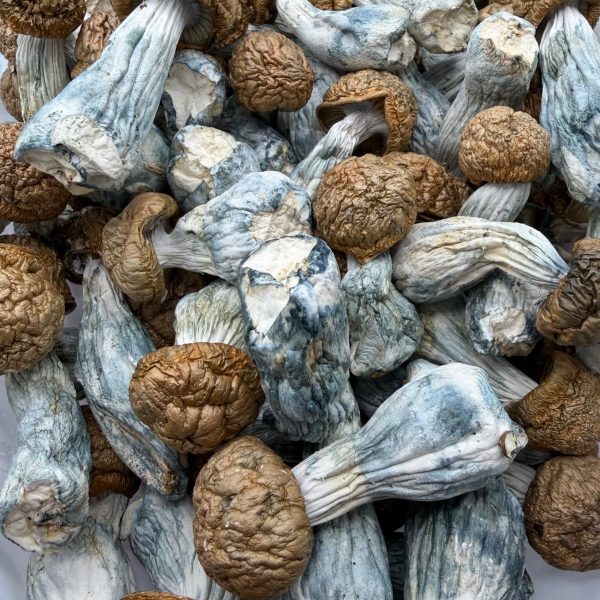 AAAA Tidal Wave Mushroom dried mushrooms with thick stems, golden caps, and blue-toned bruising