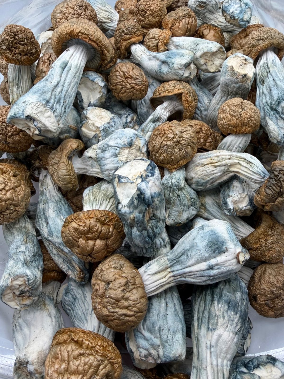 AAAA Tidal Wave Mushroom AAAA Tidal Wave Mushroom dried mushrooms with thick stems, golden caps, and blue-toned bruising