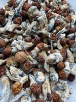 AAAA Vietnamese Mushroom dried mushrooms with long stems, golden caps, and blue-toned bruising