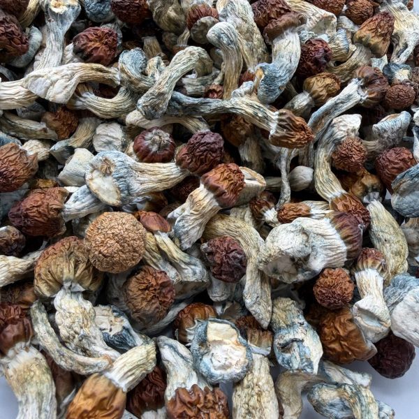 AAAA Vietnamese Mushroom dried mushrooms with long stems, golden caps, and blue-toned bruising