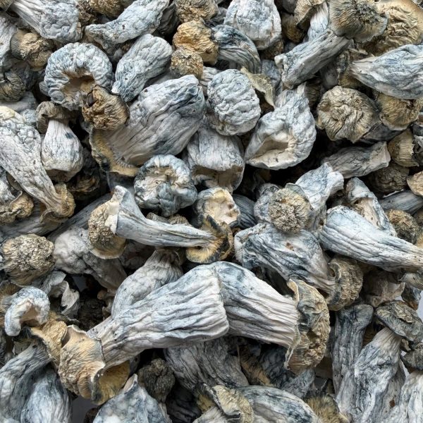 Flipper Mushroom dried mushrooms with curved pale stems, textured caps, and blue-toned bruising