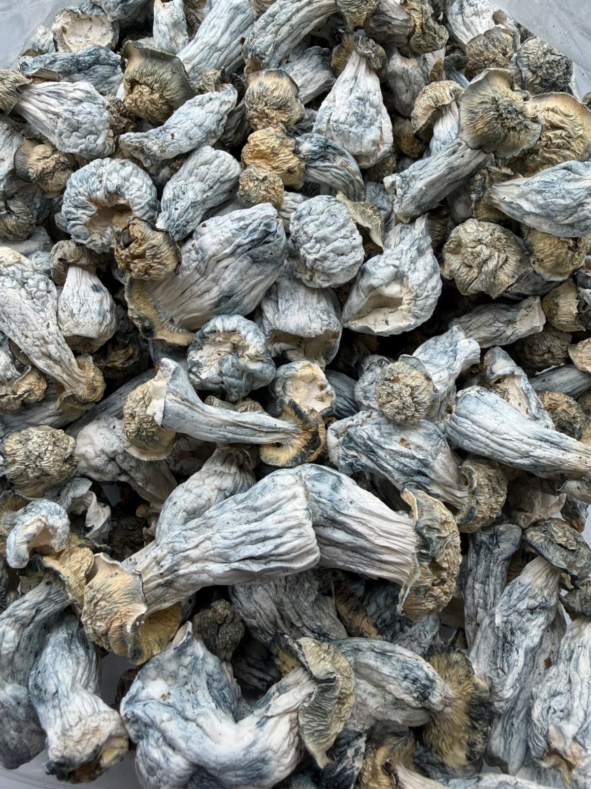 Flipper Mushroom Flipper Mushroom dried mushrooms with curved pale stems, textured caps, and blue-toned bruising