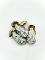 Flipper Mushroom dried mushrooms with pale stems and blue-toned bruising