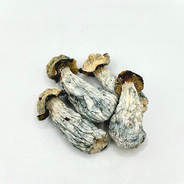 Flipper Mushroom dried mushrooms with pale stems and blue-toned bruising