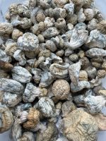 Iceberg Mushroom dried mushrooms with pale caps, thick stems, and blue-toned bruising
