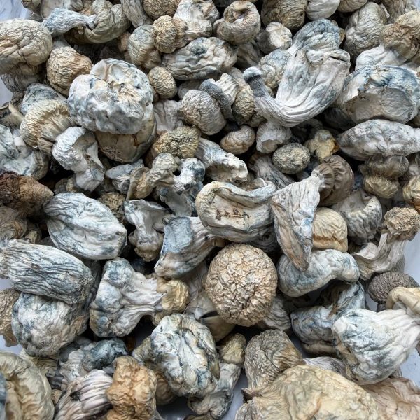 Iceberg Mushroom dried mushrooms with pale caps, thick stems, and blue-toned bruising