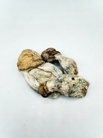 Iceberg Mushroom dried mushrooms with pale caps and blue-toned stems