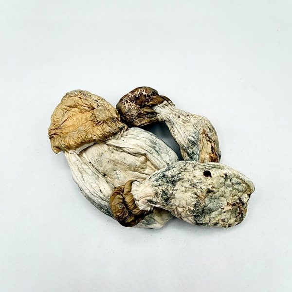 Iceberg Mushroom dried mushrooms with pale caps and blue-toned stems