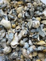 Jack Frost Mushroom dried mushrooms with pale caps, cream stems, and blue-toned bruising