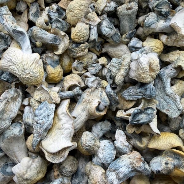 Jack Frost Mushroom dried mushrooms with pale caps, cream stems, and blue-toned bruising