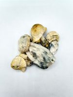Jack Frost Mushroom dried mushrooms with pale caps and blue-toned stems