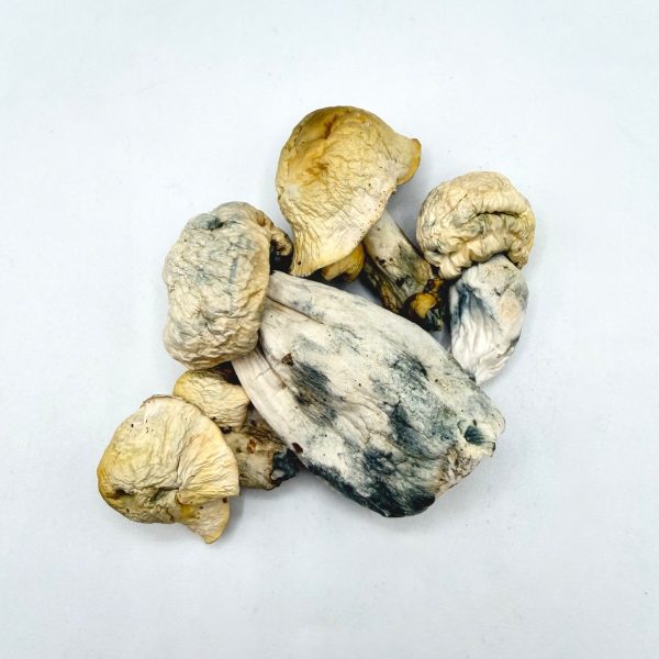 Jack Frost Mushroom dried mushrooms with pale caps and blue-toned stems