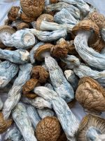 Makila Gorilla Mushroom dried mushrooms with thick stems, golden caps, and blue-toned bruising