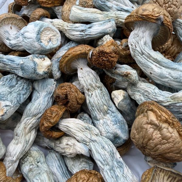 Makila Gorilla Mushroom dried mushrooms with thick stems, golden caps, and blue-toned bruising