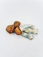 Makila Gorilla Mushroom dried mushrooms with golden caps and blue-toned stems