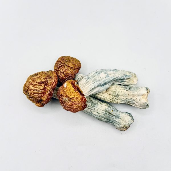 Makila Gorilla Mushroom dried mushrooms with golden caps and blue-toned stems