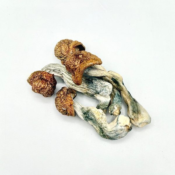 Penis Envy Mushroom dried mushrooms with golden caps and blue-toned stems