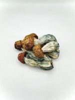 Tidal Wave Mushroom