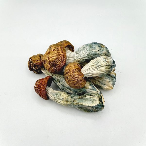 Tidal Wave Mushroom